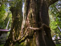 推定樹齢3000年 杉の大杉